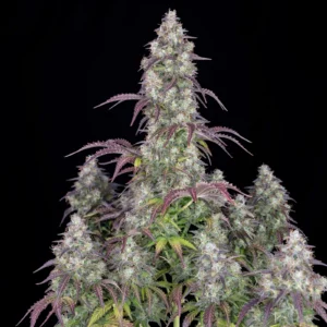 LEMON PIE 420 FAST BUDS SEMI CANNABIS AUTOFIORENTI