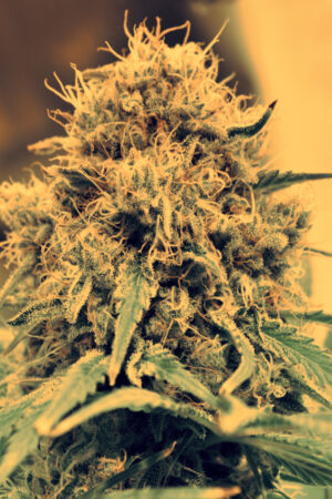 AMNESIA LEMON SEEDSALAD SEMI CANNABIS AUTOFIORENTI