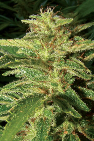 BIG BUD SEEDSALAD SEMI CANNABIS AUTOFIORENTI