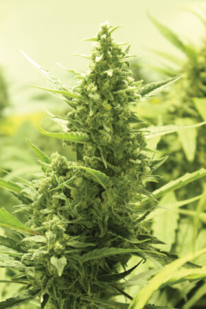 CRITICAL SEEDSALAD SEMI CANNABIS AUTOFIORENTI