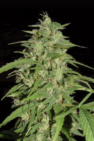 JACK HERER SEEDSALAD SEMI CANNABIS AUTOFIORENTI