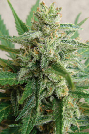 MANDARINA SEEDSALAD SEMI CANNABIS AUTOFIORENTI