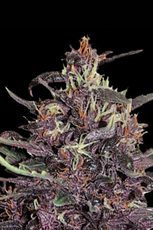 PURPLE SEEDSALAD SEMI CANNABIS AUTOFIORENTI