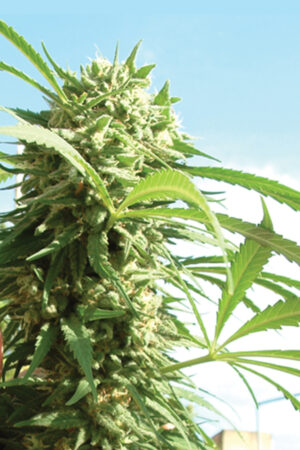 CRITICAL SEEDSALAD SEMI CANNABIS FEMMINIZZATI