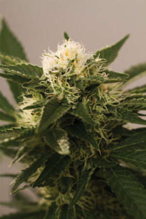 MONTANA CHEM DOG SEEDSALAD SEMI CANNABIS FEMMINIZZATI