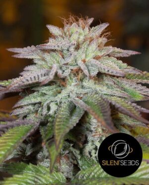 L.A. VANILLA CAKE SILENT SEEDS SEMI CANNABIS AUTOFIORENTI