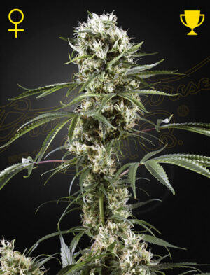 SUPER LEMON HAZE GREEN HOUSE SEED SEMI CANNABIS FEMMINIZZATI