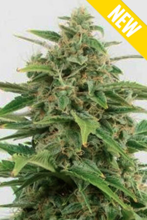 CRITICAL 2.0 XXL SEEDSALAD SEMI CANNABIS AUTOFIORENTI