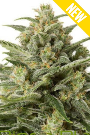 MOBY DICK XXL SEEDSALAD SEMI CANNABIS AUTOFIORENTI