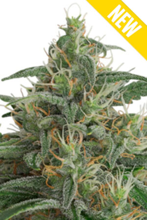 OG KUSH XXL SEEDSALAD SEMI CANNABIS AUTOFIORENTI