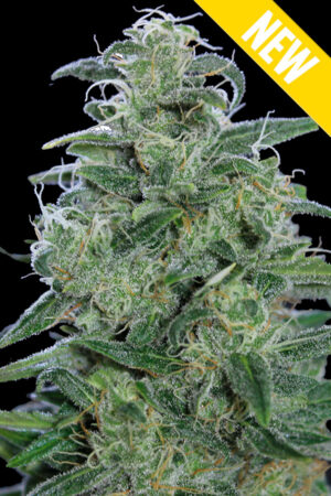 WHITE WIDOW XXL SEEDSALAD SEMI CANNABIS AUTOFIORENTI