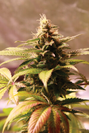 BANANA GELATO SEEDSALAD SEMI CANNABIS AUTOFIORENTI