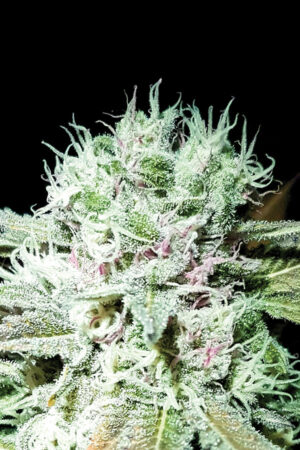 GELATO SKUNK SEEDSALAD SEMI CANNABIS AUTOFIORENTI