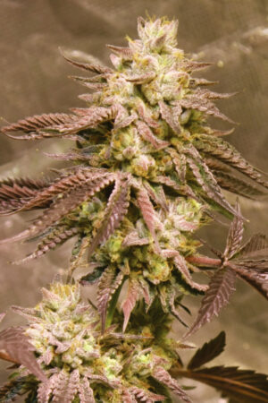 GORILLA SKIT SEEDSALAD SEMI CANNABIS AUTOFIORENTI