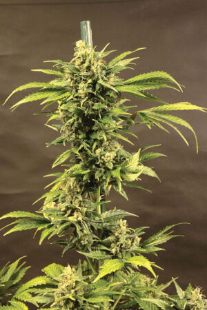 HAZE SEEDSALAD SEMI CANNABIS AUTOFIORENTI