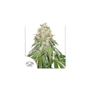 BANANA BLAZE DUTCH PASSION SEMI CANNABIS FEMMINIZZATI