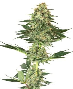 BANANA KUSH WHITE LABEL (SENSI SEEDS) SEMI CANNABIS FEMMINIZZATI