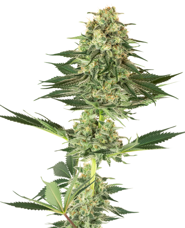 BANANA KUSH WHITE LABEL (SENSI SEEDS) SEMI CANNABIS FEMMINIZZATI