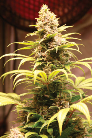 BANANA GELATO XXL SEEDSALAD SEMI CANNABIS FEMMINIZZATI