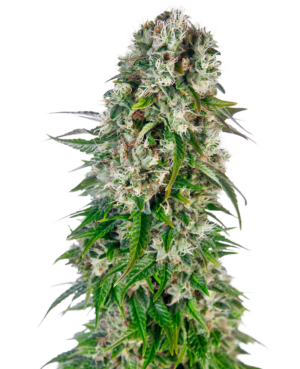 BIG BUD SENSI SEEDS SEMI CANNABIS AUTOFIORENTI