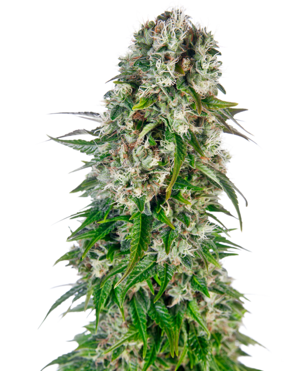 BIG BUD SENSI SEEDS SEMI CANNABIS AUTOFIORENTI