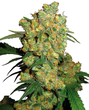 BIG BUD SENSI SEEDS SEMI CANNABIS FEMMINIZZATI