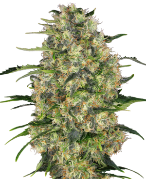 BLACK DOMINA SENSI SEEDS SEMI CANNABIS FEMMINIZZATI