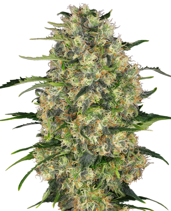 BLACK DOMINA SENSI SEEDS SEMI CANNABIS FEMMINIZZATI