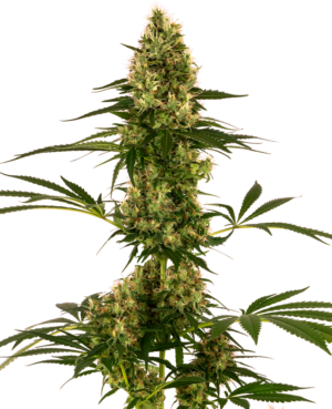 BLUE BULLET SENSI SEEDS SEMI CANNABIS AUTOFIORENTI