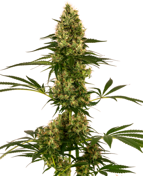 BLUE BULLET SENSI SEEDS SEMI CANNABIS AUTOFIORENTI