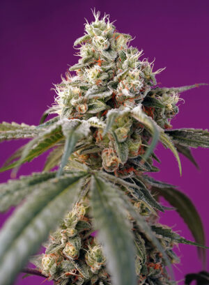 BRUCE BANNER SWEET SEEDS SEMI CANNABIS AUTOFIORENTI