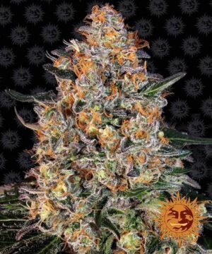 BUBBA KUSH BARNEYS FARM SEMI CANNABIS FEMMINIZZATI