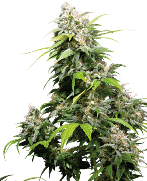 CALIFORNIA INDICA SENSI SEEDS SEMI CANNABIS FEMMINIZZATI