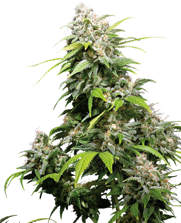 CALIFORNIA INDICA SENSI SEEDS SEMI CANNABIS FEMMINIZZATI