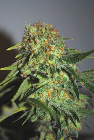 CHEESE SEEDSALAD SEMI CANNABIS FEMMINIZZATI