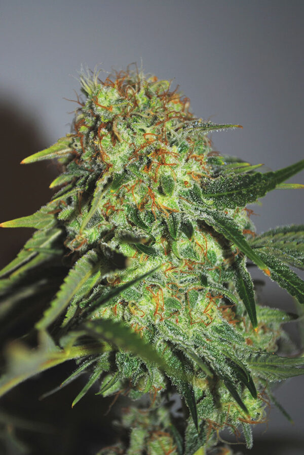 CHEESE SEEDSALAD SEMI CANNABIS FEMMINIZZATI