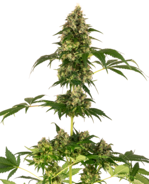 COBALT HAZE SENSI SEEDS SEMI CANNABIS FEMMINIZZATI