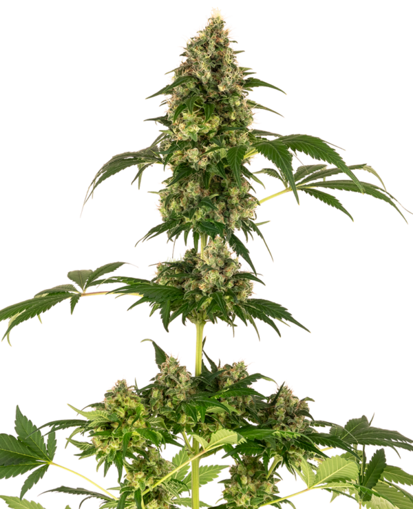 COBALT HAZE SENSI SEEDS SEMI CANNABIS FEMMINIZZATI