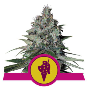 COOKIES GELATO ROYAL QUEEN SEMI CANNABIS FEMMINIZZATI