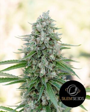 CRITICAL MANGO SILENT SEEDS SEMI CANNABIS FEMMINIZZATI