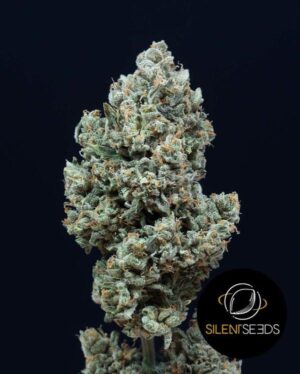 CRITICAL MANGO SILENT SEEDS SEMI CANNABIS AUTOFIORENTI