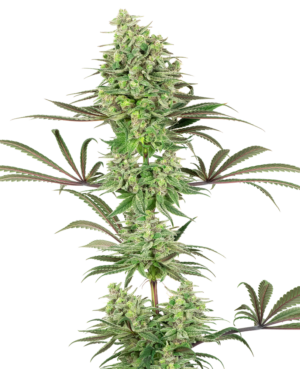 DOUBLE BANANA KUSH WHITE LABEL (SENSI SEEDS) SEMI CANNABIS FEMMINIZZATI