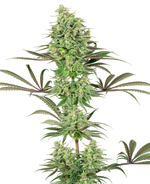 DOUBLE BANANA KUSH WHITE LABEL (SENSI SEEDS) SEMI CANNABIS FEMMINIZZATI