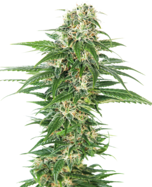EARLY SKUNK SENSI SEEDS SEMI CANNABIS AUTOFIORENTI