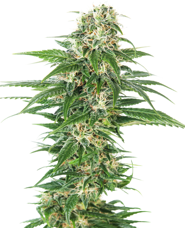 EARLY SKUNK SENSI SEEDS SEMI CANNABIS AUTOFIORENTI