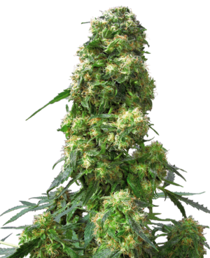 EARLY SKUNK SENSI SEEDS SEMI CANNABIS FEMMINIZZATI