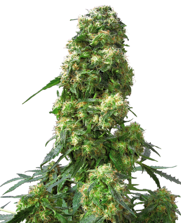 EARLY SKUNK SENSI SEEDS SEMI CANNABIS FEMMINIZZATI