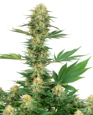 GELATO#420 WHITE LABEL (SENSI SEEDS) SEMI CANNABIS FEMMINIZZATI