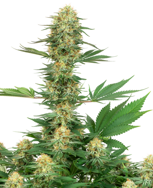 GELATO#420 WHITE LABEL (SENSI SEEDS) SEMI CANNABIS FEMMINIZZATI