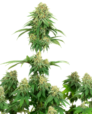 GIRL SCOUT COOKIES WHITE LABEL (SENSI SEEDS) SEMI CANNABIS FEMMINIZZATI